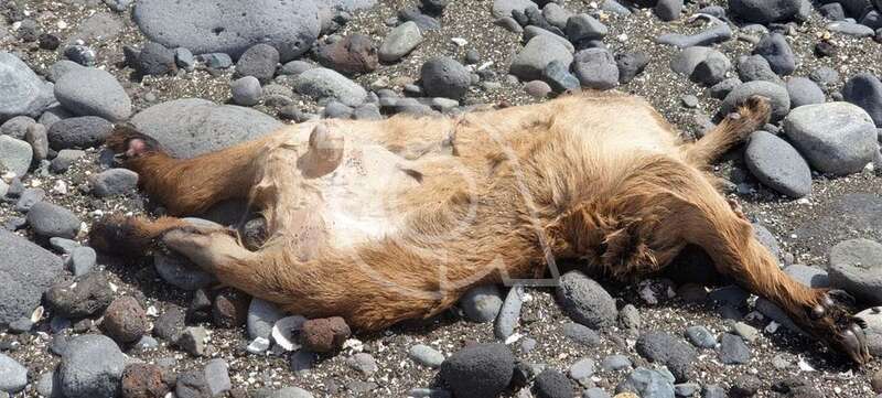Imagen del cordero que apareció degollado en la playa de Bocabarranco / TA